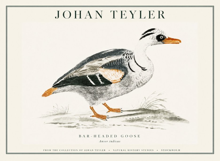 Johan Teyler Bar-headed Goose No1 - Affiche