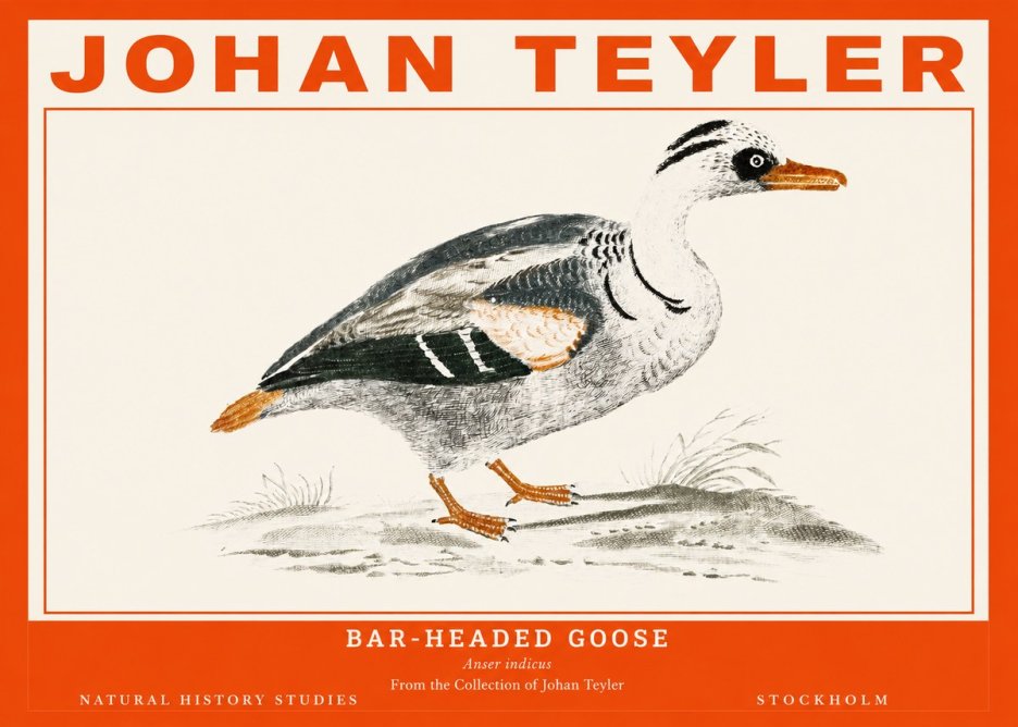 Johan Teyler Bar-headed Goose No2 - Affiche