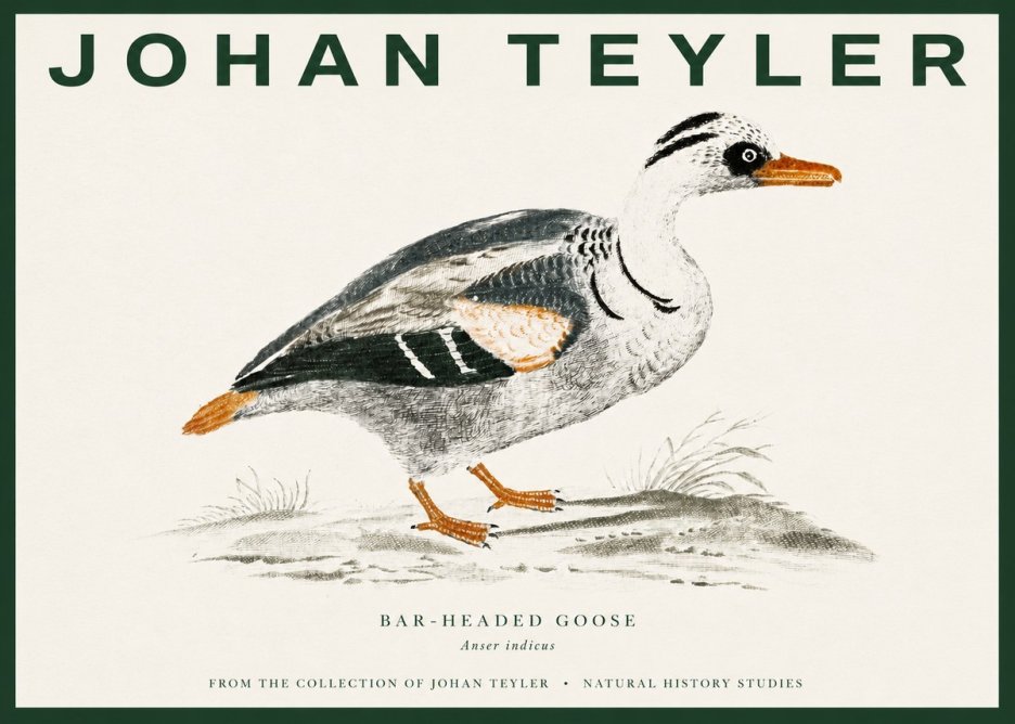 Johan Teyler Bar-headed Goose No3 - Affiche