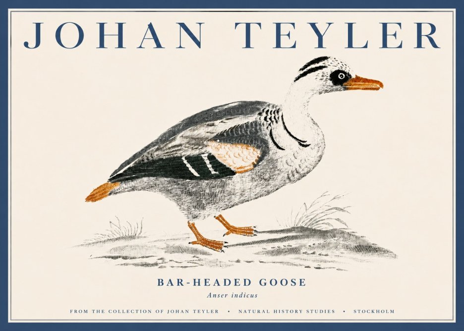 Johan Teyler Bar-headed Goose No4 - Affiche