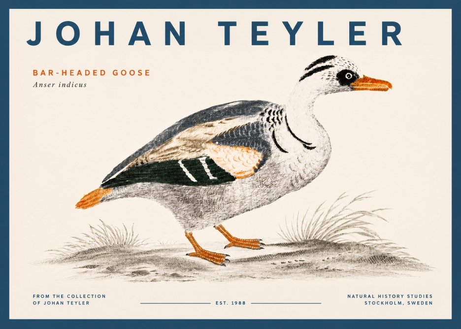 Johan Teyler Bar-headed Goose No5 - Affiche
