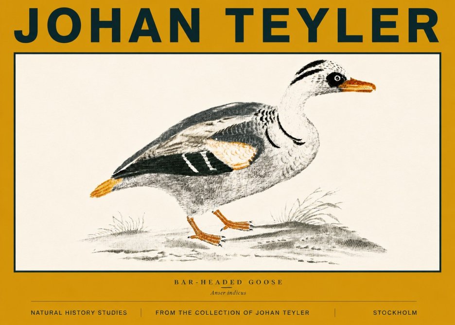 Johan Teyler Bar-headed Goose No6 - Affiche