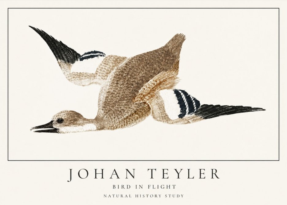 Johan Teyler Bird in Flight II No1 - Affiche