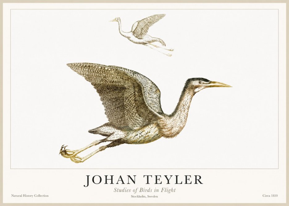 Johan Teyler Studies of Birds in Flight No1 - Affiche