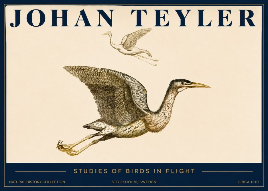 Johan Teyler Studies of Birds in Flight No3 - Affiche