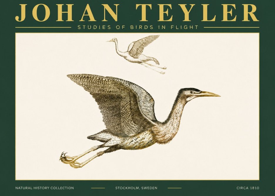 Johan Teyler Studies of Birds in Flight No4 - Affiche