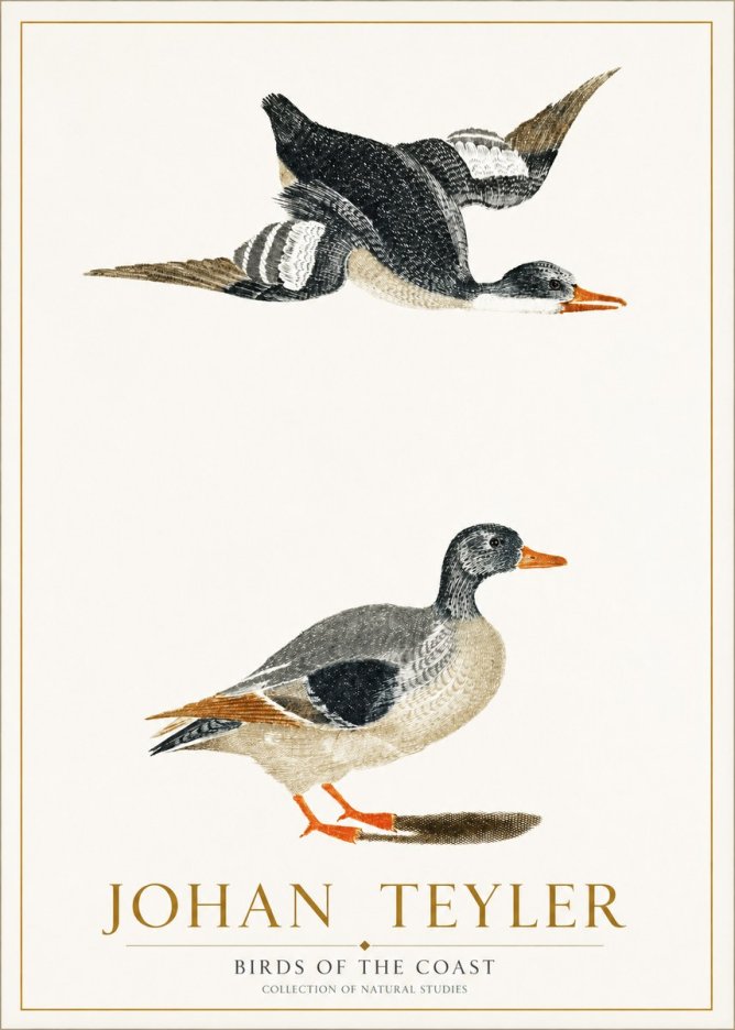 Johan Teyler Birds of the Coast No1 - Affiche