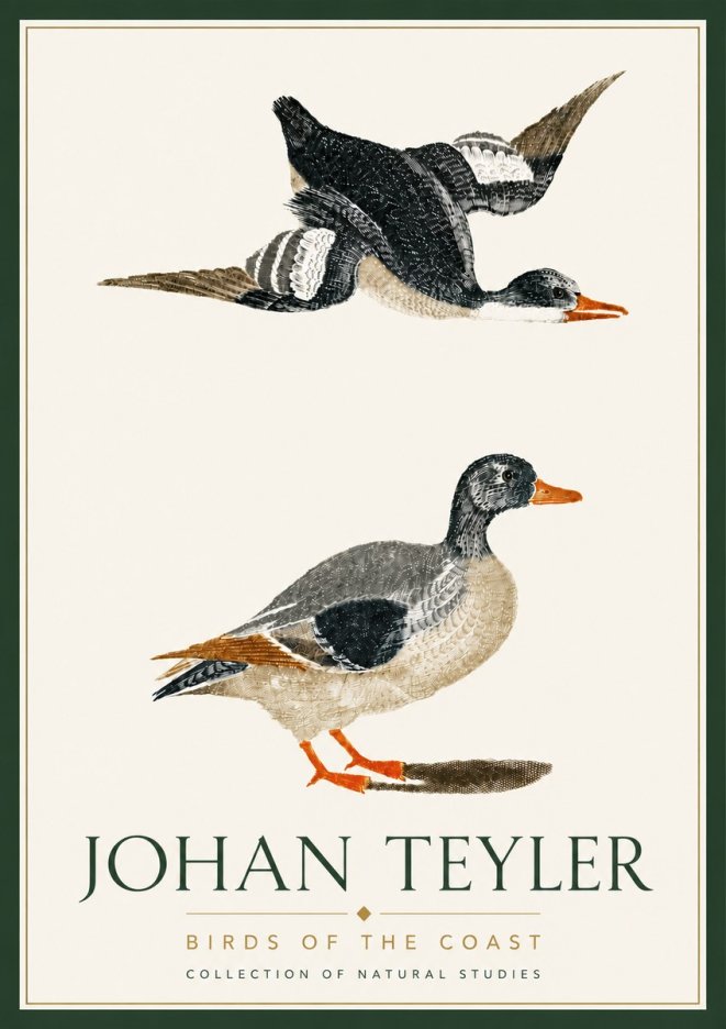 Johan Teyler Birds of the Coast No6 - Affiche