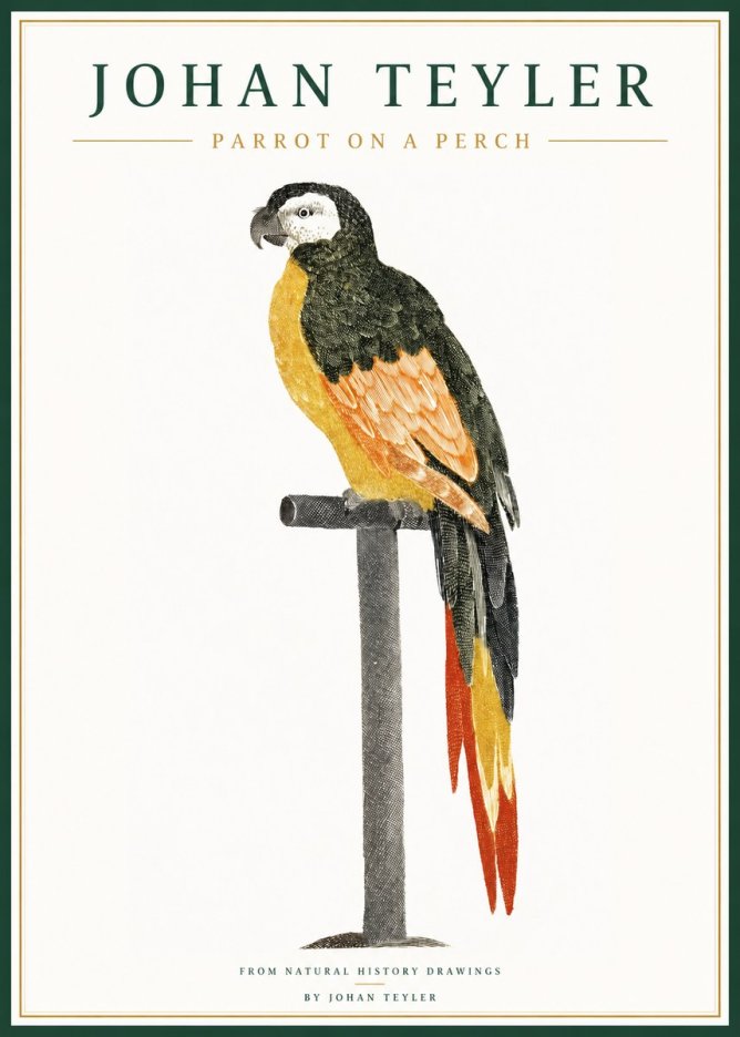 Johan Teyler Parrot on a Perch No1 - Affiche