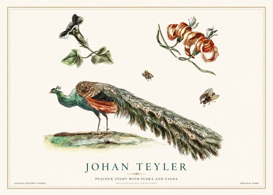 Johan Teyler Peacock Study with Flora and Fauna No1 - Affiche