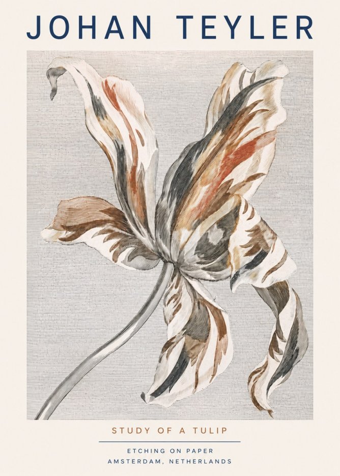 Johan Teyler Study of a Tulip No3 - Affiche