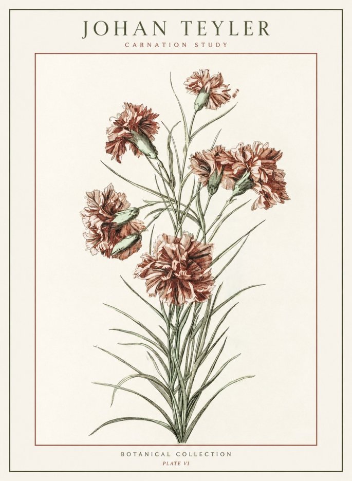 Johan Teyler Carnation Study No1 - Affiche