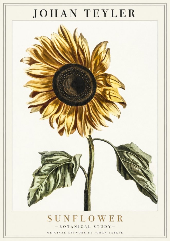 Johan Teyler Sunflower - Botanical Study No1 - Affiche