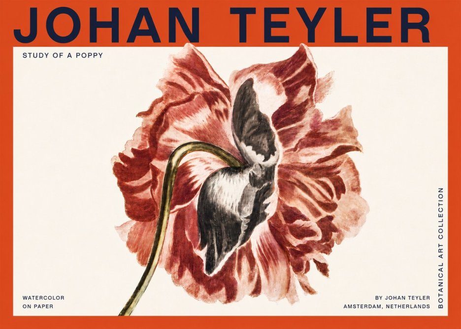 Johan Teyler Study of a Poppy No2 - Affiche