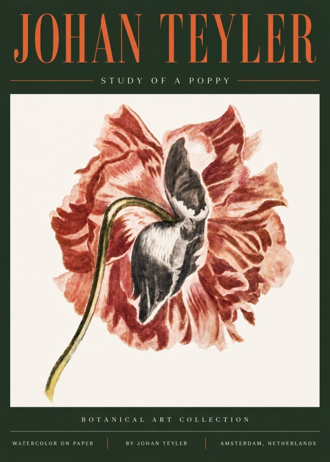 Johan Teyler Study of a Poppy No5 - Affiche