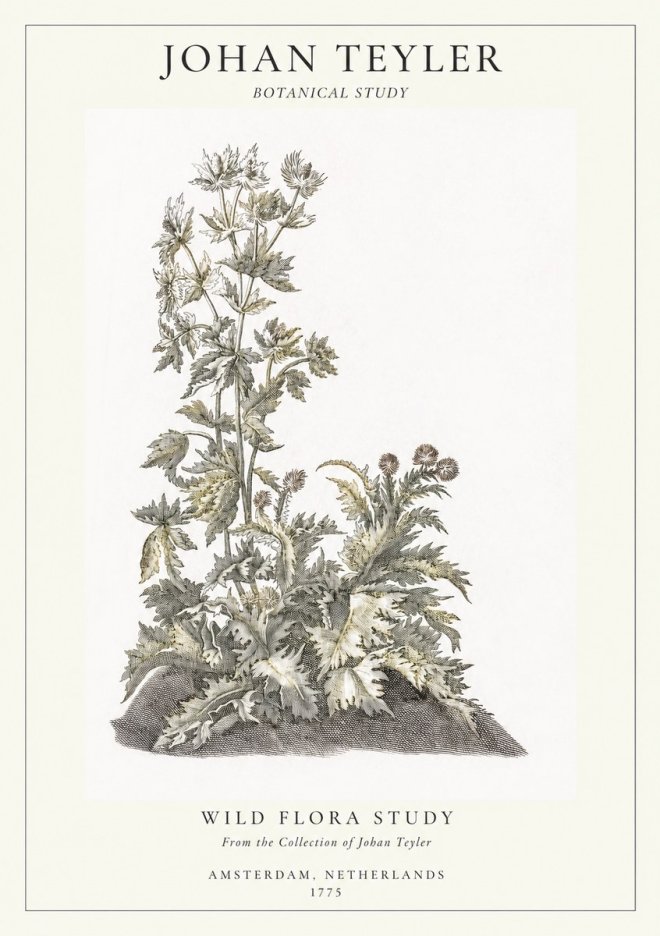 Johan Teyler Wild Flora Study No1 - Affiche