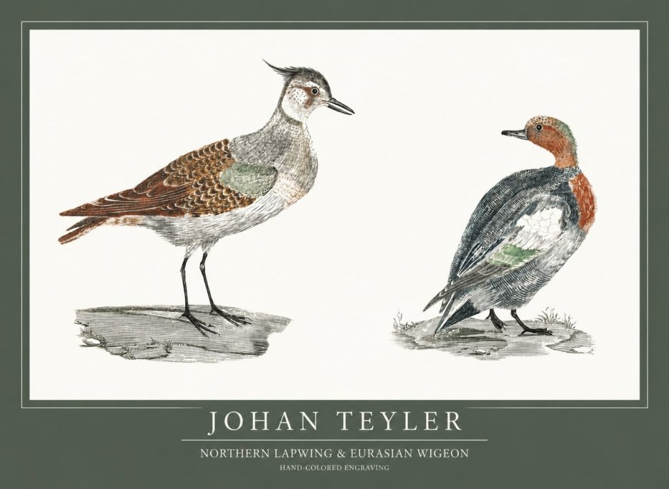Johan Teyler Northern Lapwing & Eurasian Wigeon No1 - Affiche