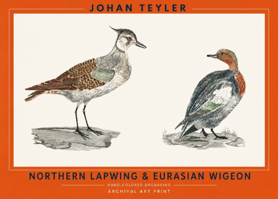 Johan Teyler Northern Lapwing & Eurasian Wigeon No2 - Affiche