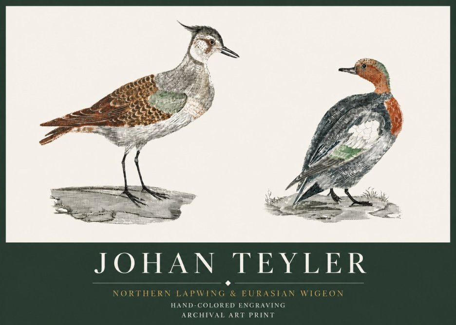 Johan Teyler Northern Lapwing & Eurasian Wigeon No3 - Affiche
