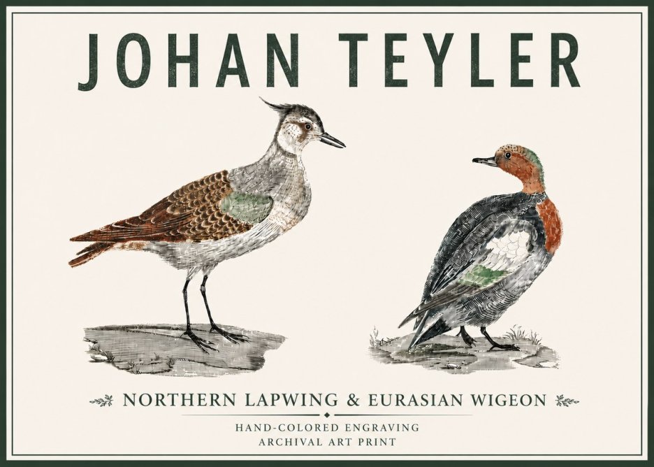 Johan Teyler Northern Lapwing & Eurasian Wigeon No5 - Affiche
