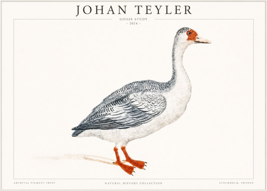 Johan Teyler Goose Study No1 - Affiche