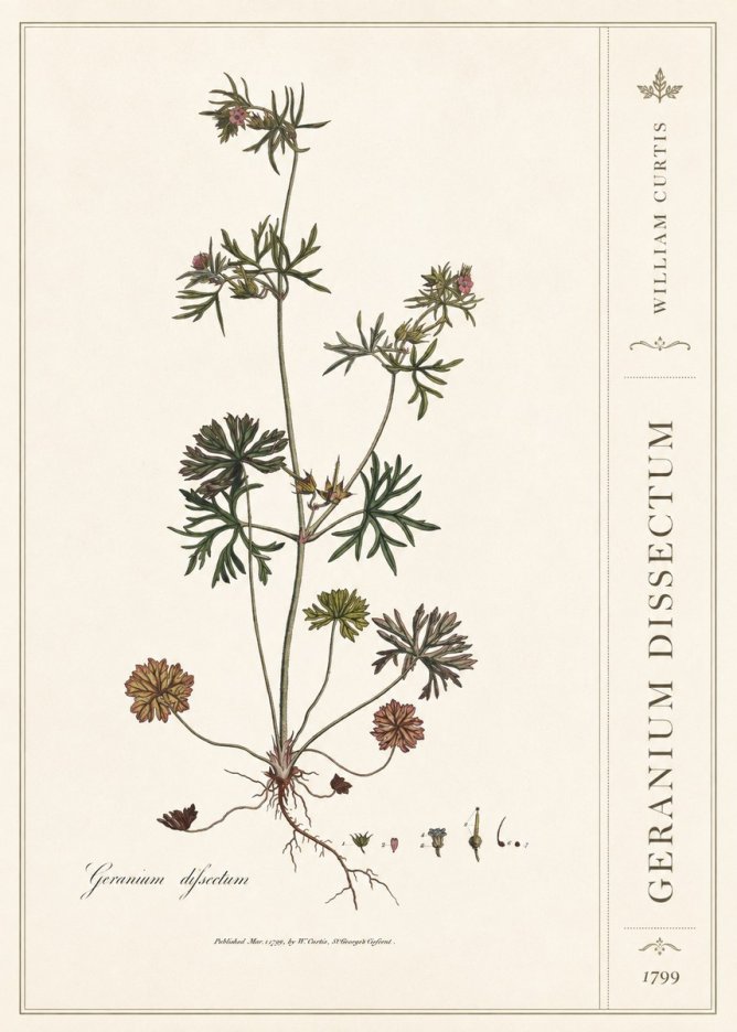 William Curtis Geranium Dissectum I No2 - Affiche