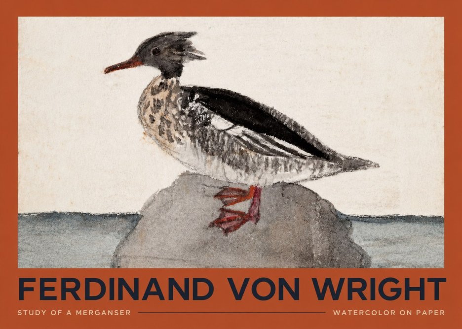 Ferdinand von Wright Study of a Merganser No2 - Affiche