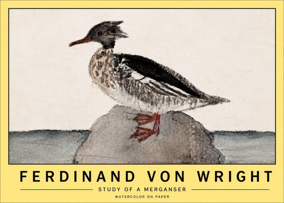 Ferdinand von Wright Study of a Merganser No5 - Affiche