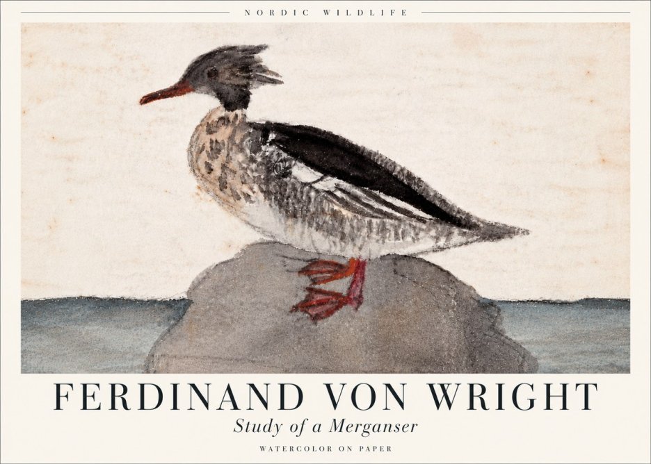 Ferdinand von Wright Study of a Merganser No6 - Affiche