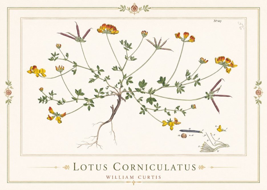 William Curtis Lotus Corniculatus I No1 - Affiche