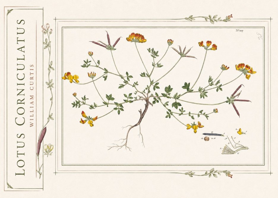 William Curtis Lotus Corniculatus I No2 - Affiche