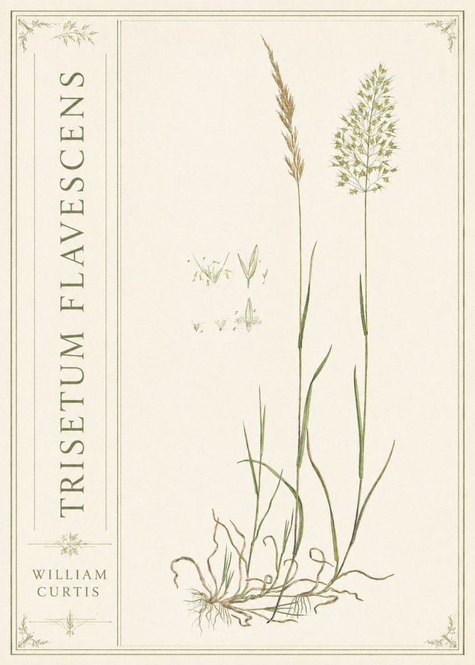 William Curtis Trisetum Flavescens II No2 - Affiche