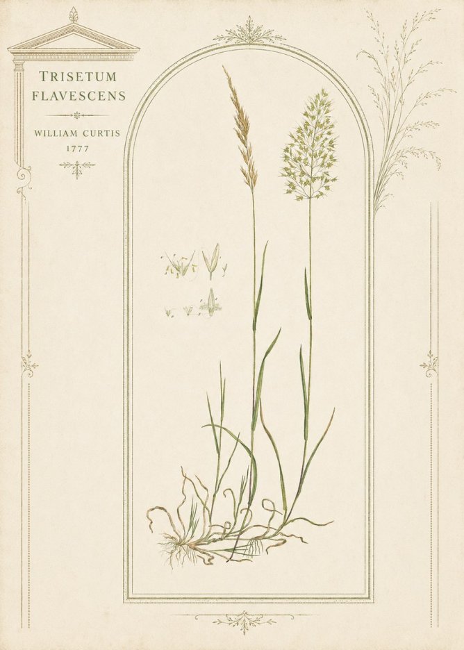 William Curtis Trisetum Flavescens II No3 - Affiche