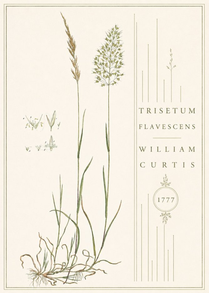William Curtis Trisetum Flavescens II No4 - Affiche