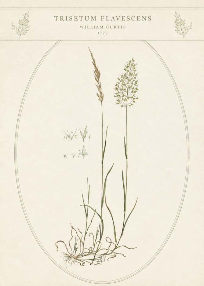 William Curtis Trisetum Flavescens II No5 - Affiche