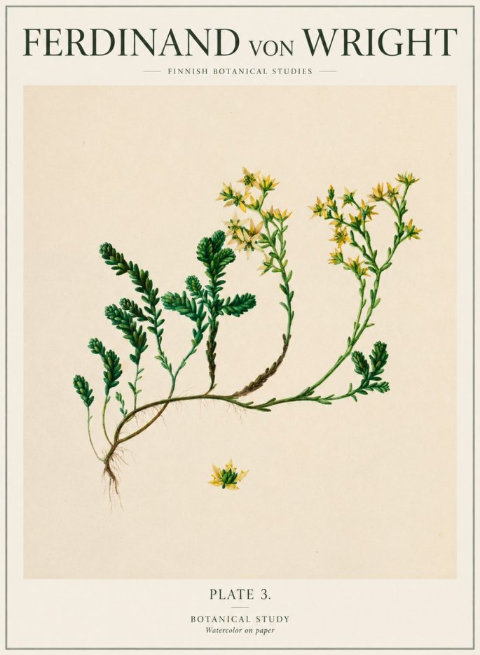 Ferdinand von Wright Botanical Study No1 - Affiche
