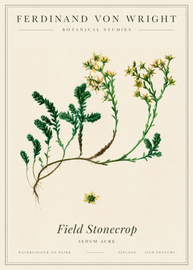 Ferdinand von Wright Botanical Study No3 - Affiche