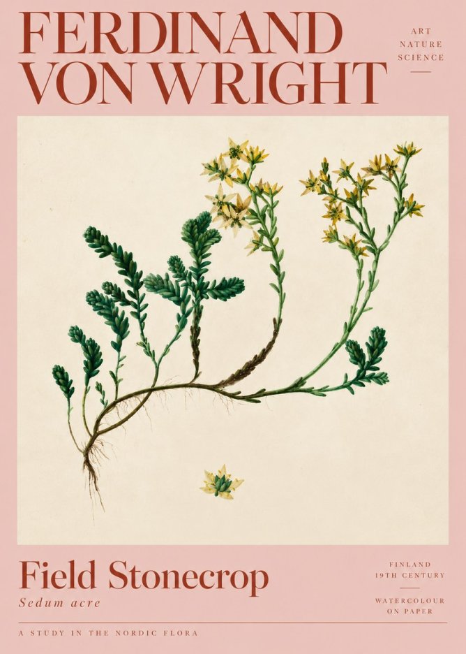 Ferdinand von Wright Botanical Study No5 - Affiche