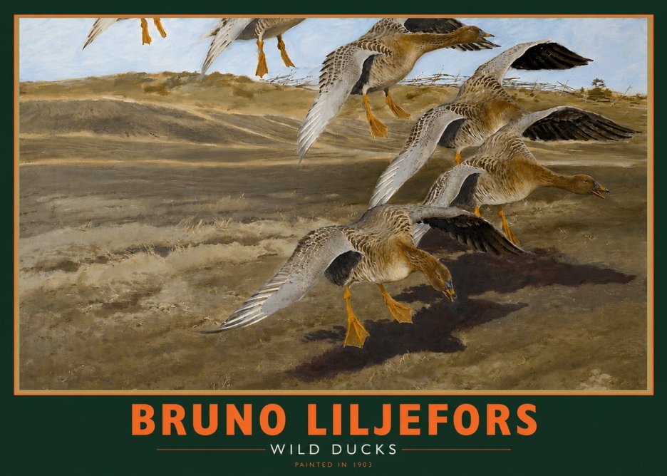 Bruno Liljefors Wild Ducks I No2 - Affiche