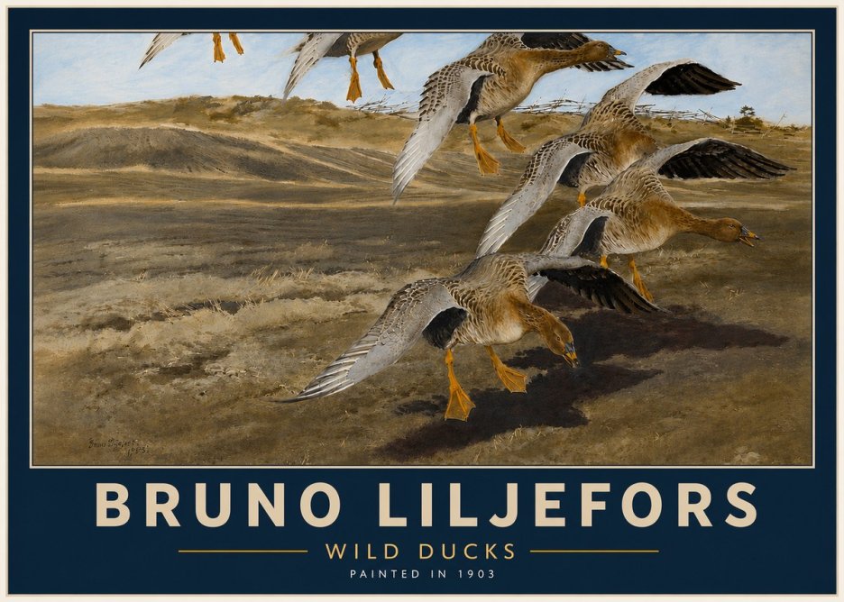 Bruno Liljefors Wild Ducks I No4 - Affiche