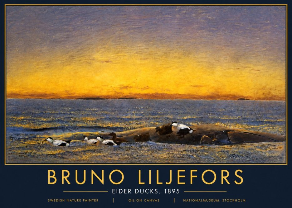 Bruno Liljefors Eider Ducks. 1895 No5 - Affiche