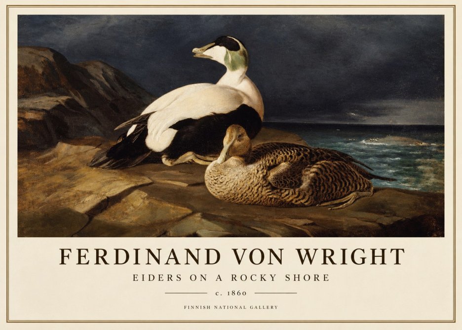 Ferdinand von Wright Eiders on a Rocky Shore No1 - Affiche