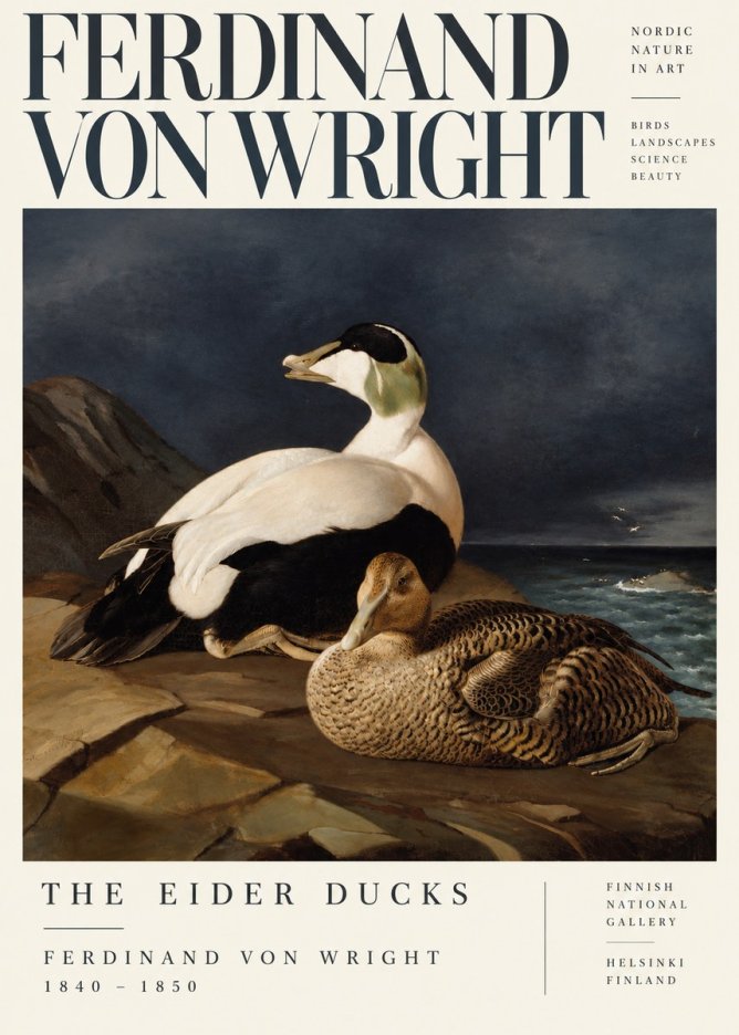 Ferdinand von Wright Eiders on a Rocky Shore No5 - Affiche