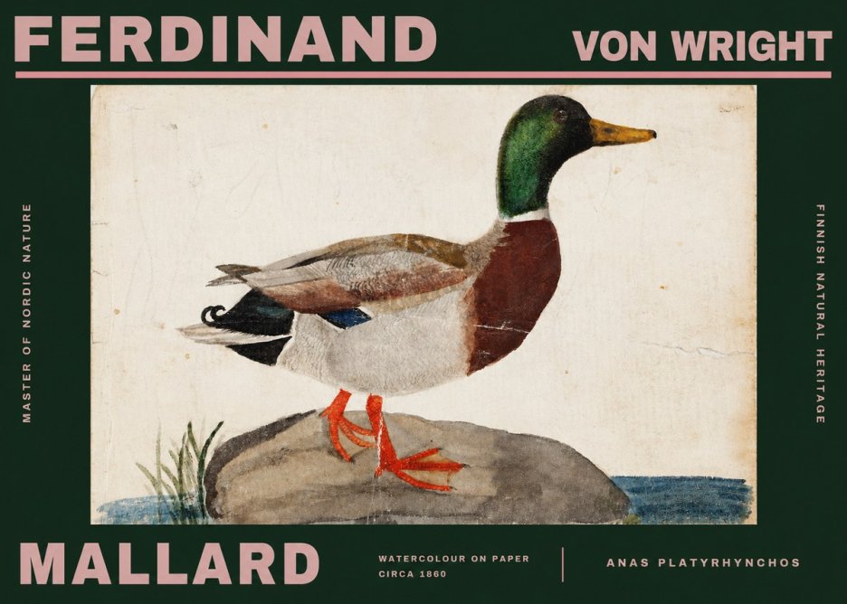 Ferdinand von Wright Mallard (Anas Platyrhynchos) No2 - Affiche