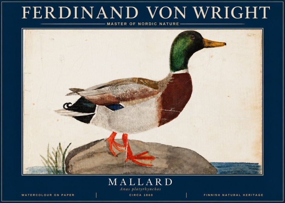 Ferdinand von Wright Mallard (Anas Platyrhynchos) No4 - Affiche