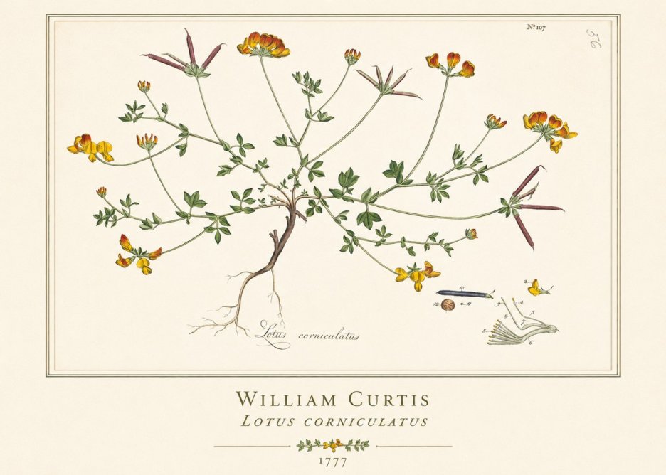 William Curtis Lotus Corniculatus II No1 - Affiche
