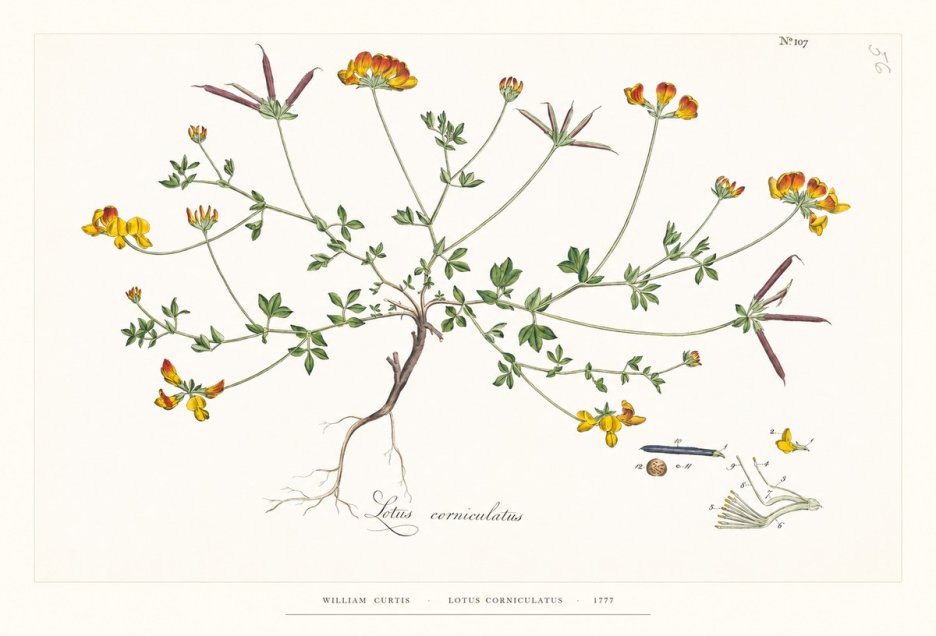 William Curtis Lotus Corniculatus II No6 - Affiche