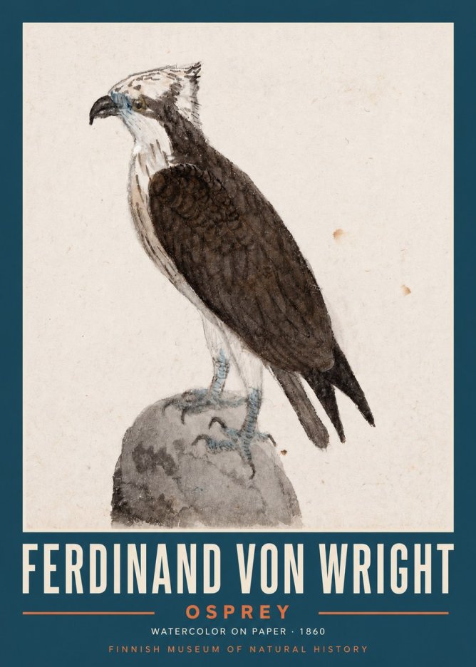 Ferdinand von Wright Osprey No2 - Affiche