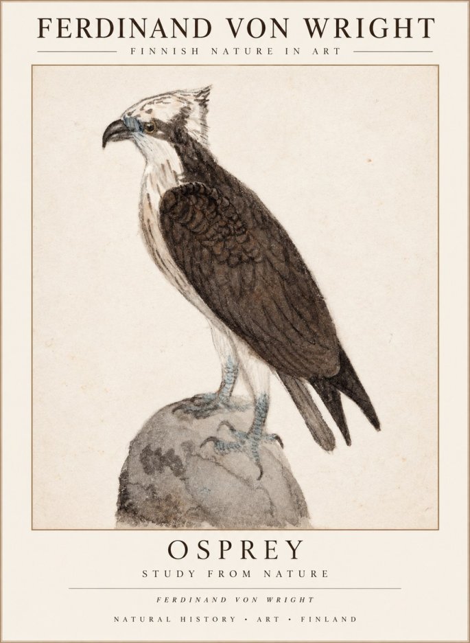 Ferdinand von Wright Osprey No3 - Affiche