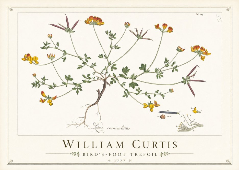William Curtis Bird's-foot Trefoil No1 - Affiche